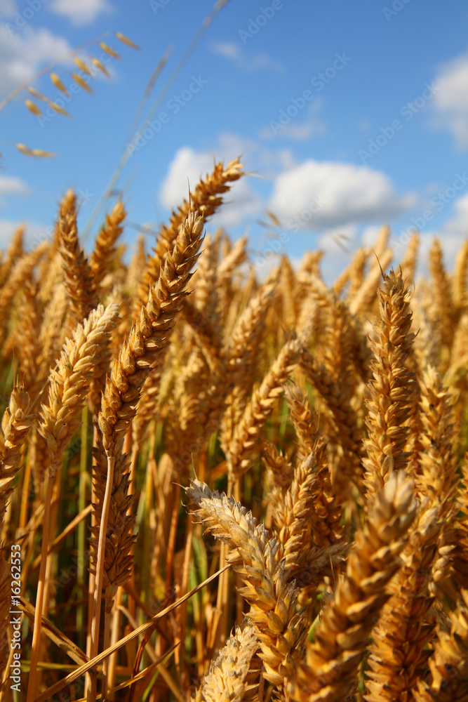 Gold field Gold field