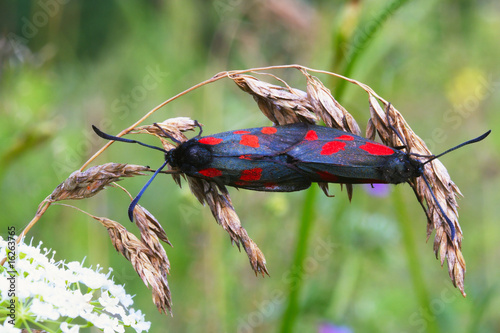 Two burnet butterflies photo