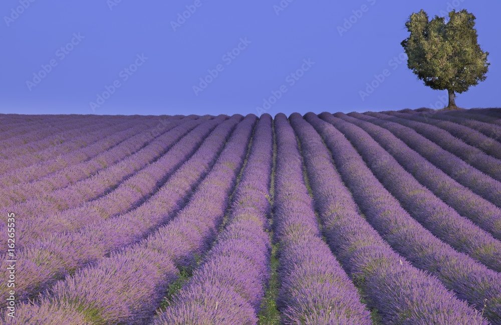 Fototapeta premium Provence