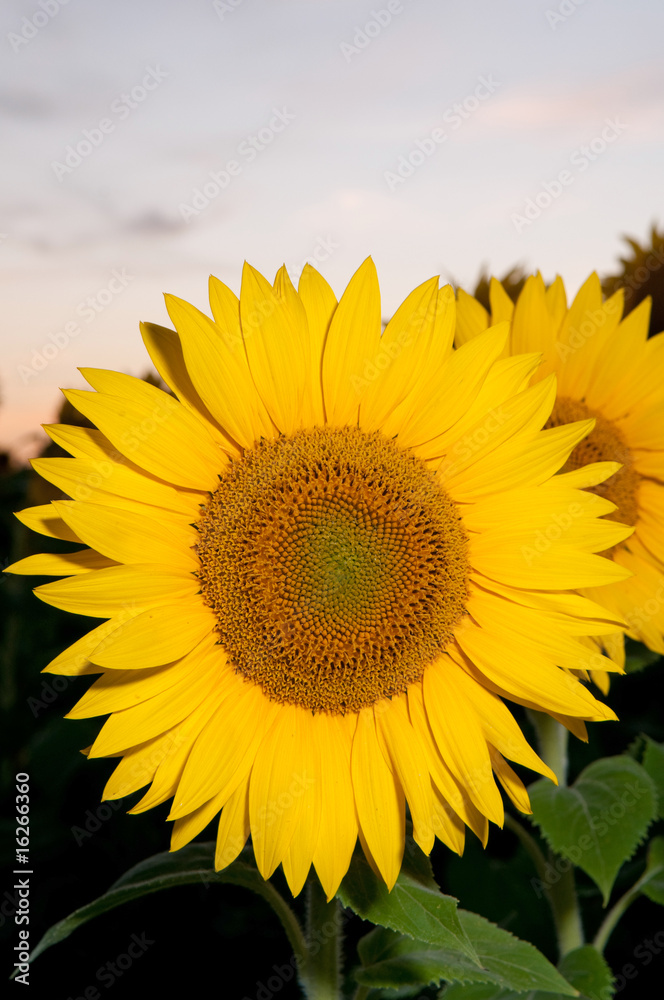 Fototapeta premium detail of beautiful sunflower