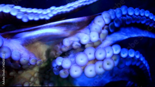 reef