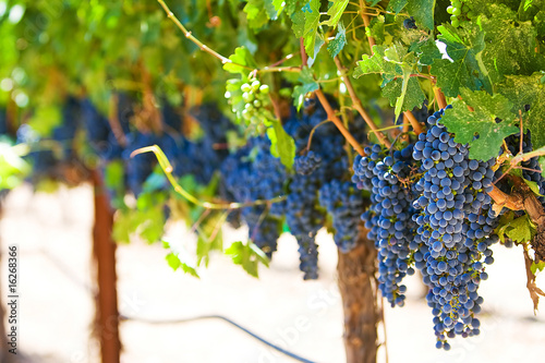 Red Wine Grapes photo