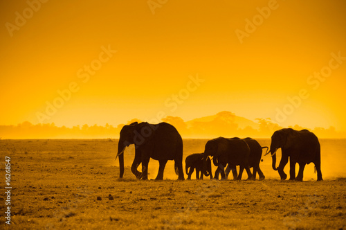 Canvas Print silhouettes of elephants