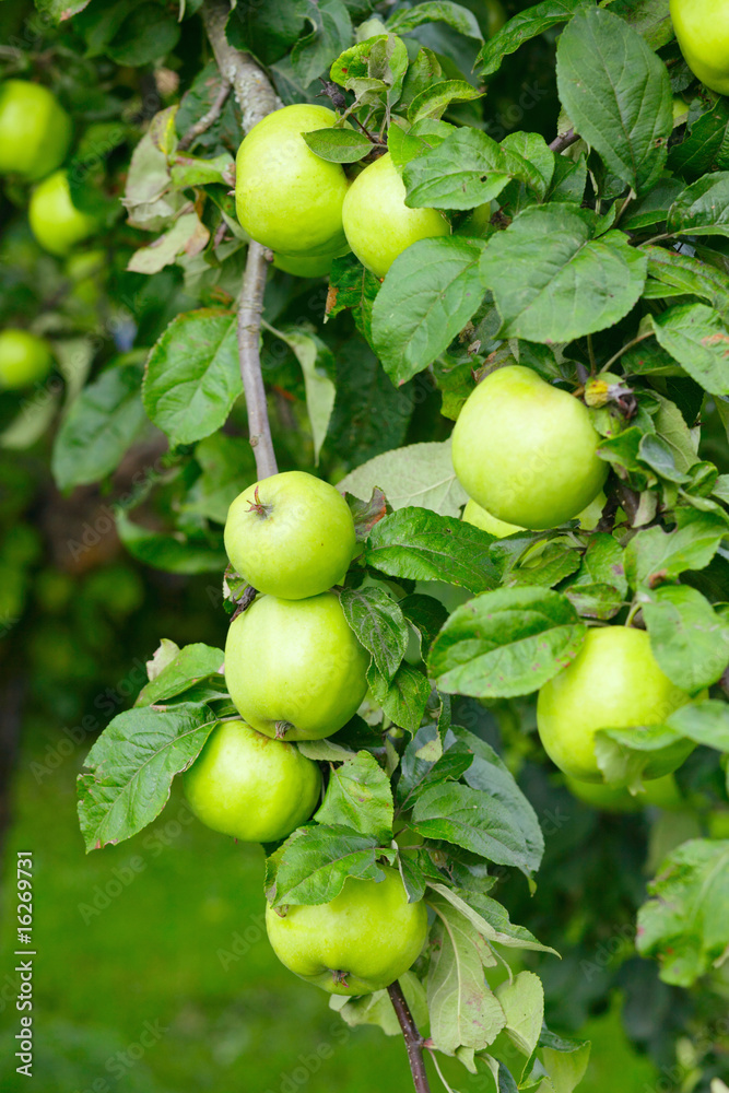 green apples green apples