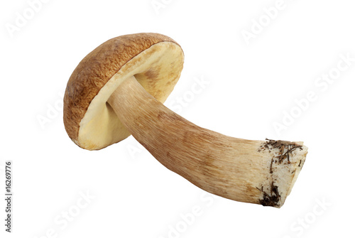 mushroom on white background