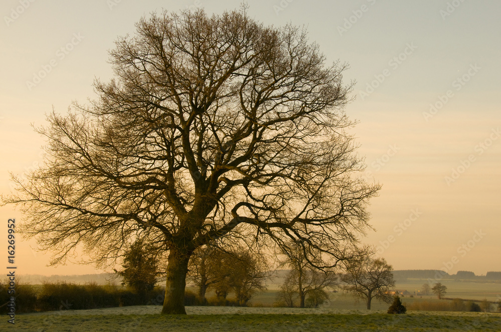 Un arbre magnifique dans la campagne Un arbre magnifique dans la campagne