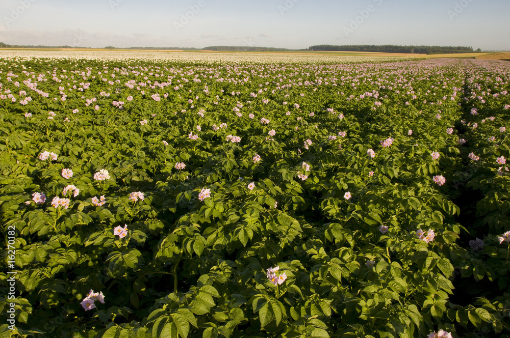 Champ de pommes de terre en fleurs