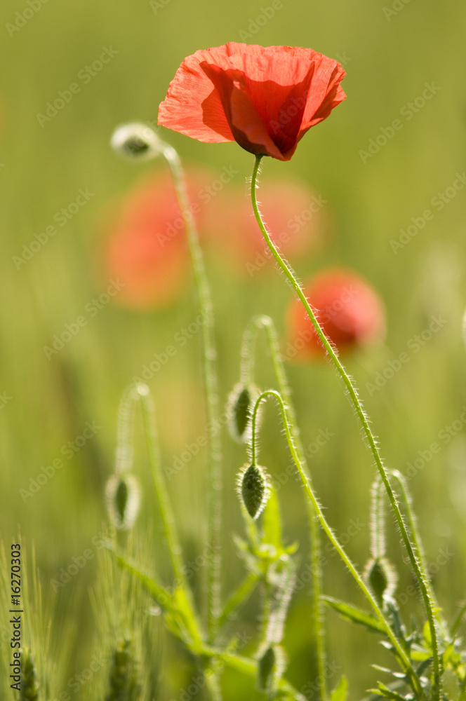 Obraz premium coquelicot / pavot rouge (Papaver rhoeas)