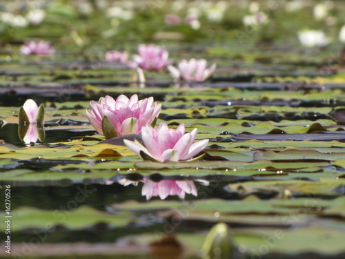 pink waterlily