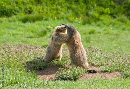 marmotte