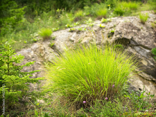 Decorative grass