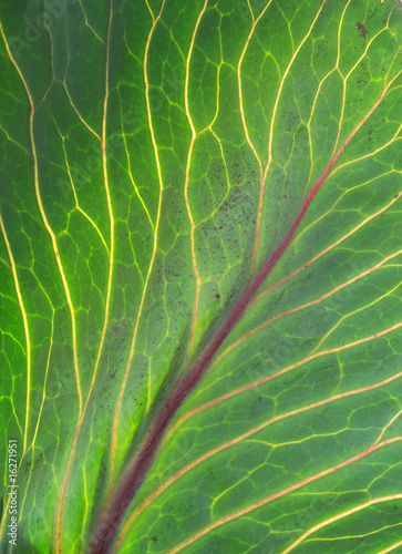 Rotkohl detail photo