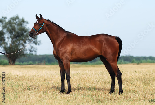brown trakehner horse