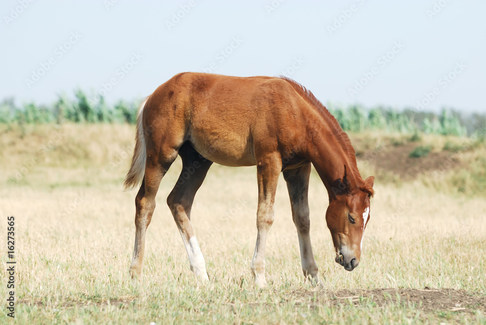 young chestnut foal young chestnut foal