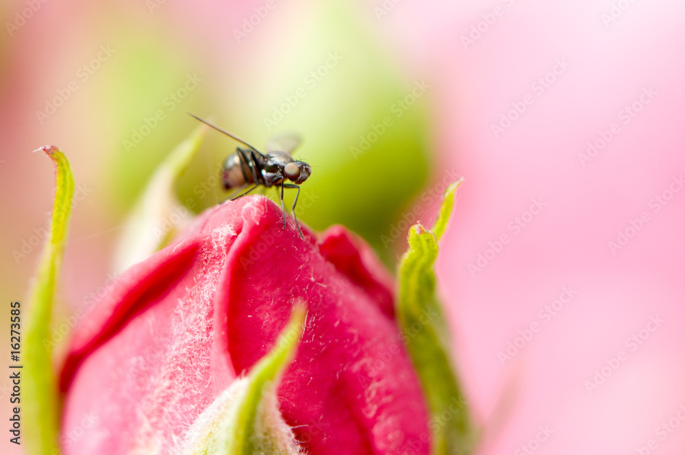 Naklejka premium Moucheron sur une rose en bouton