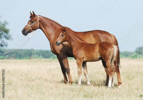 chestnut mare and foal