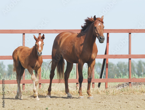 chestnut mare and foal