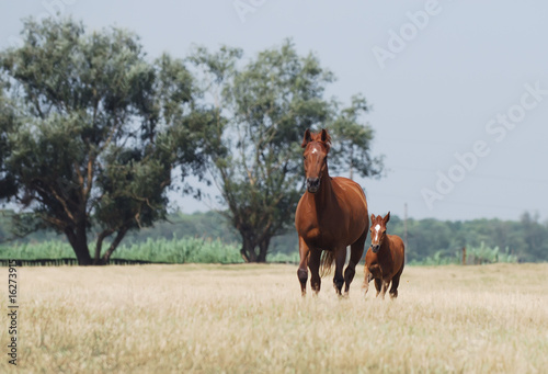 chestnut mare and foal © dozornaya