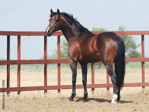 young brown trakehner horse photo