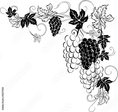 Wein, Weinrebe, Ranke, Weinblätter, Weintrauben