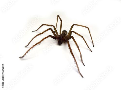 Big spider on white background
