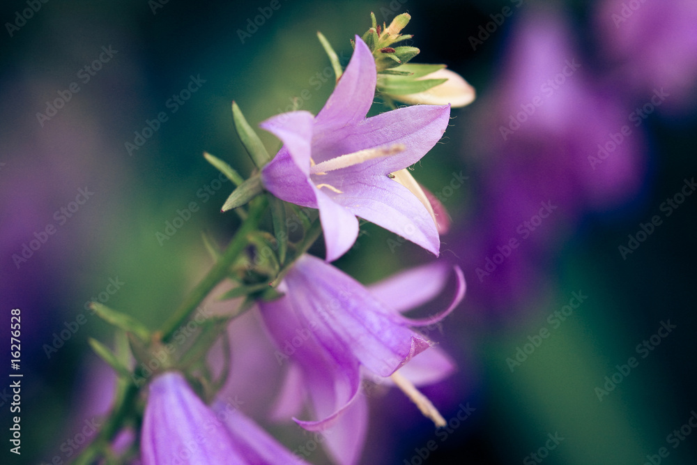 Fototapeta premium Campanellis