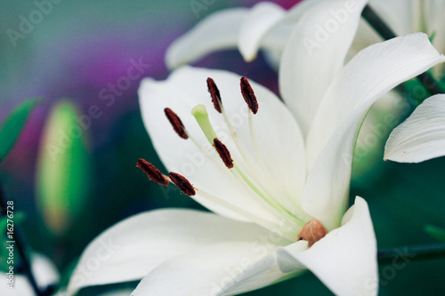 White Lily macro