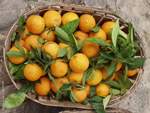 Orangen auf Mallorca