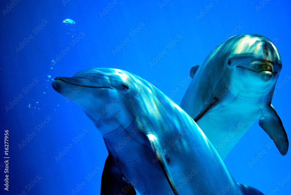 Fototapeta premium Ciekawe delfiny