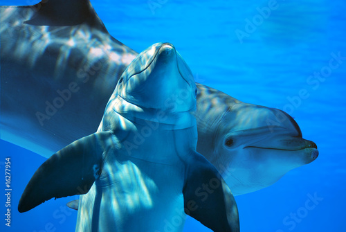 Delfini in compagnia photo