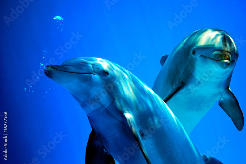 Leinwand Poster Neugierige Delfine