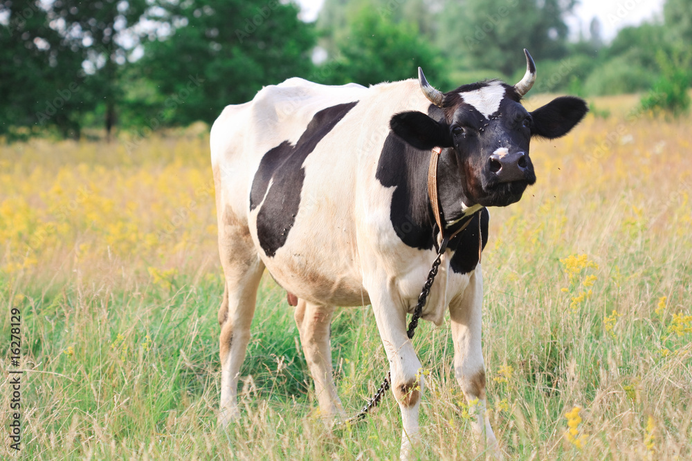 cow on meadow cow on meadow