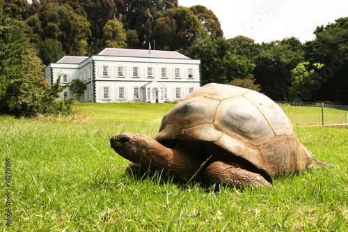 Jonathan giant tortoise at Plantation House St Helena Island