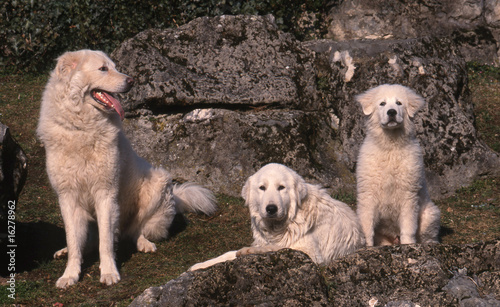 famille de bergers de maremme et des abruzzes en liberté photo