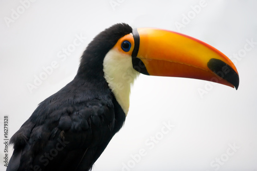 Toucan with orange beak