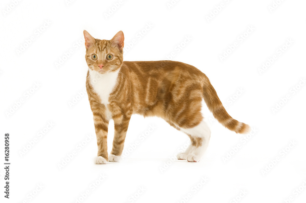 Obraz premium Ginger cat isolated on a white background