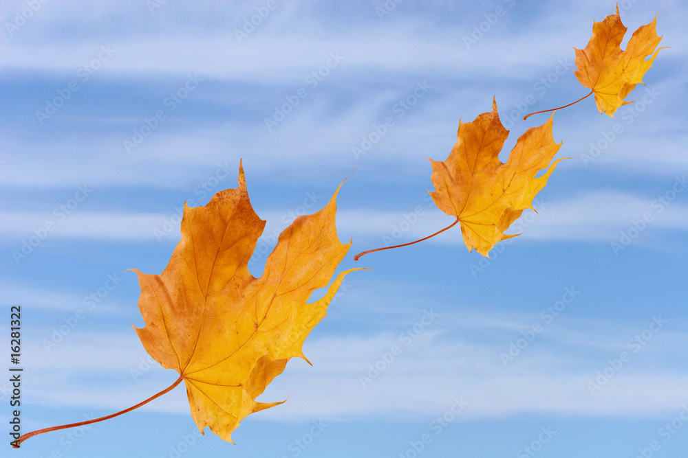 Autumn maple leaves flying on blue sky with clouds Autumn maple leaves flying on blue sky with clouds