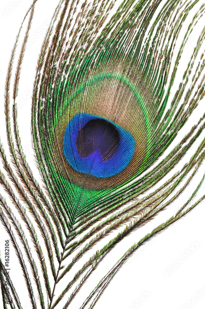 Naklejka premium Peacock feather