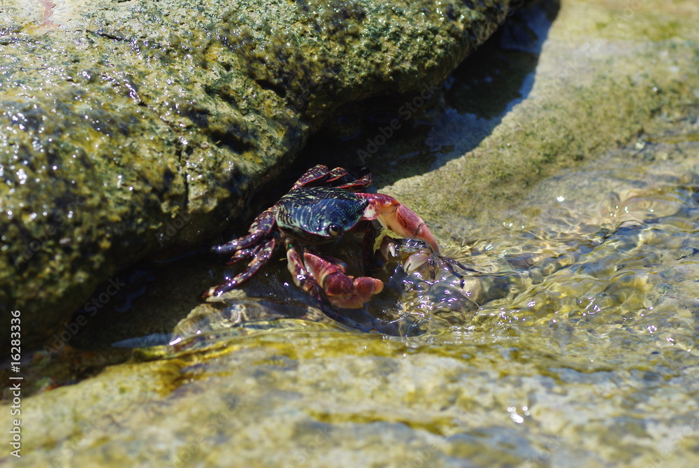 水辺のカニ 水辺のカニ