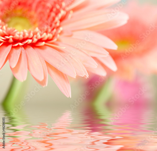 Pink daisy-gerbera with soft focus reflected in the water.