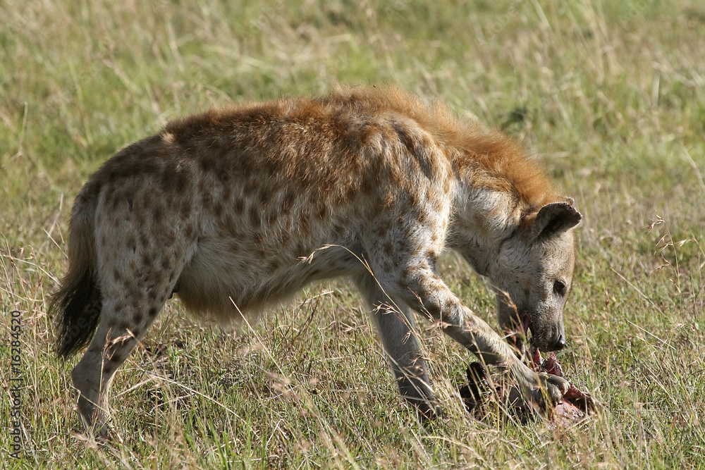 Spotted hyena (Crocuta crocuta) Spotted hyena (Crocuta crocuta)