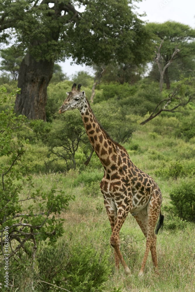 Giraffe (Giraffa camelopardalis) Giraffe (Giraffa camelopardalis)