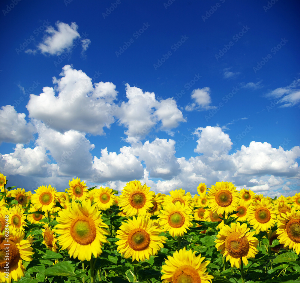 sunflower field