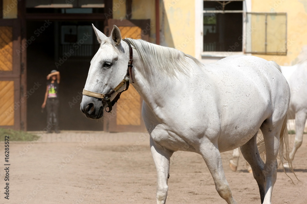Obraz premium Kladruber, Oldkladruby horse