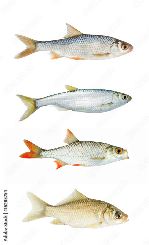 Fototapeta premium Fresh river fish collection isolated on white