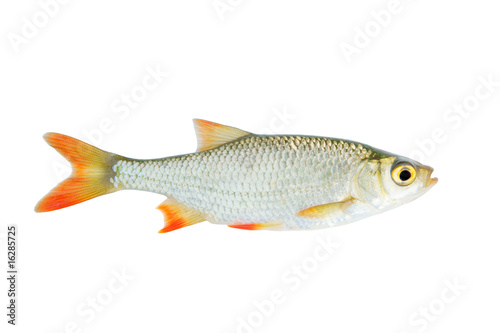 Fresh red-eye fish isolated on white background