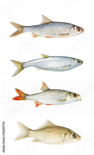 Fresh river fish collection isolated on white