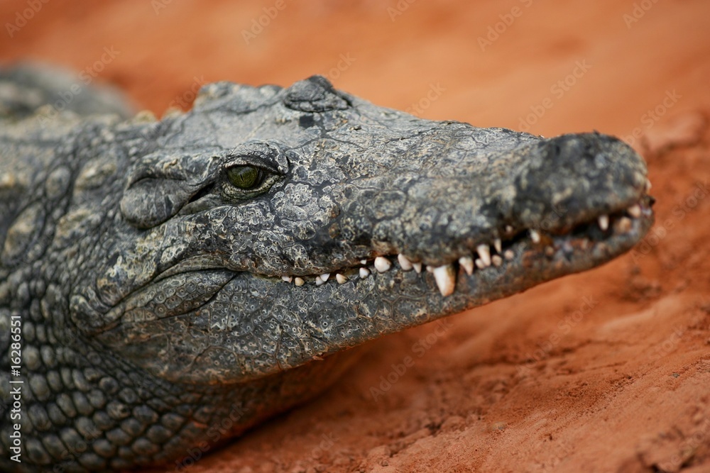 sourire crocodilien sourire crocodilien