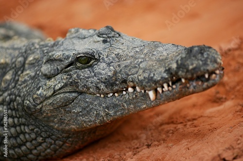 sourire crocodilien