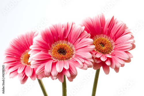 Gerberas